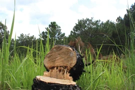 Nhiều cây thông ba lá đã bị cưa hạ tại tiểu khu 157, thuộc đối tượng rừng nội ô Đà Lạt. (Ảnh: Đặng Tuấn/TTXVN)