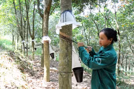 Công nhân cạo mủ cao su ở Đội cao su xã Sơn Lương, huyện Văn Chấn, Yên Bái. (Ảnh: Đức Tưởng/TTXVN)