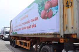 Lô hàng vải thiều đầu tiên của Việt Nam đã có mặt tại thị trường Nhật Bản. (Ảnh: Thống Nhất/TTXVN)