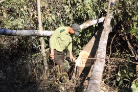 Hàng chục cây gỗ tạp (thuộc rừng lá rộng) có đường kính gốc từ 10-50cm vừa bị cưa hạ nằm ngổn ngang tại lô B, khoảnh 6, tiểu khu 159, lâm phần do Công ty TNHH Vạn Thành quản lý thuộc địa bàn phường 5, thành phố Đà Lạt. (Ảnh: Đặng Tuấn/TTXVN)