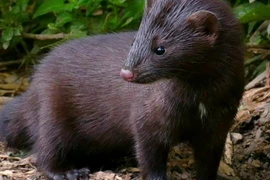 Hà Lan phát hiện một ca lây nhiễm virus SARS-CoV-2 từ chồn. (Nguồn: eurogroupforanimals.org)