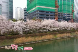 [Video] Hàn Quốc: Hoa anh đào nở lộng lẫy ven hồ Seokchon 