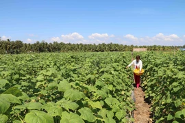 Nông dân huyện Châu Thành, Trà Vinh chuyển đổi từ trồng lúa kém hiểu quả sang trồng dưa chuột. (Ảnh: Thanh Hòa/TTXVN)