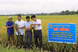 Người nông dân xã Việt Đoàn, huyện Tiên Du, tỉnh Bắc Ninh với mô hình trồng lúa mới thân thiện với môi trường. (Ảnh: Thanh Thương/TTXVN)