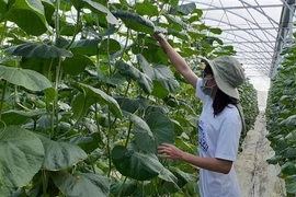 Mô hình trồng dưa lưới ứng dụng công nghệ cao nhà màng tại xã Long Tân, huyện Đất Đỏ, Bà Rịa-Vũng Tàu. (Ảnh: Hoàng Nhị/TTXVN)