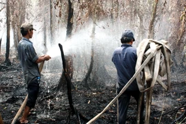 Nguy cơ cháy rừng U Minh Hạ tăng cao bất chấp cơn mưa "vàng"