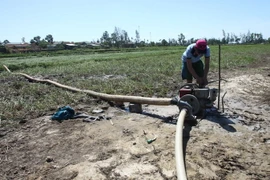 Nông dân Cà Mau thiệt hại hàng chục tỷ đồng do hạn hán