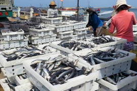 Cả nước đánh bắt gần 1,3 triệu tấn vụ cá Bắc năm 2014-2015