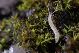 Côn trùng "lạ" gây hại cho rau hoa tại Đà Lạt là loài rết vườn