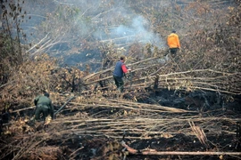 Ảnh minh họa. (Nguồn: AFP/TTXVN) 