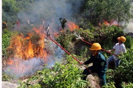 Thời tiết khô nóng khiến nguy cơ cháy rừng tăng cao. (Ảnh: Đỗ Trưởng/TTXVN)