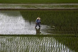 Cánh đồng lúa tại Satsumasendai, quận Kagoshima, Nhật Bản ngày 8/7. (Nguồn: Reuters/TTXVN)