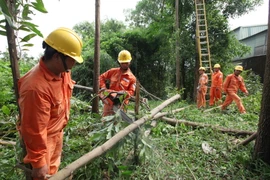 Công nhân Công ty Điện lực Sóc Sơn cắt tỉa cây trong hành lang bảo vệ an toàn lưới điện tại xã Trung Giã, huyện Sóc Sơn, Hà Nội. (Ảnh: Ngọc Hà/TTXVN)