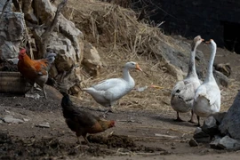Ảnh minh họa. (Nguồn: AFP/TTXVN)
