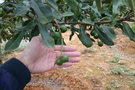 Cây mắcca được trồng tại Lai Châu. (Ảnh: Nguyễn Duy/TTXVN)