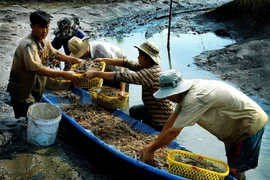 Thu hoạch tôm càng xanh. (Ảnh minh họa: Huỳnh Thế Anh/TTXVN)