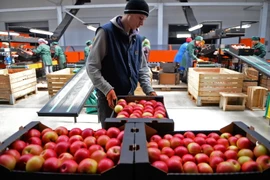 Công nhân phân loại hoa quả tại một kho hàng ở làng Bucovat, Moldova. (Nguồn: AFP/TTXVN)