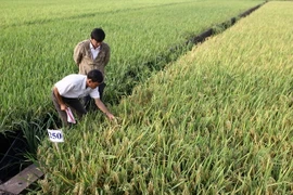 Hình thành các vùng nguyên liệu lúa Đồng bằng sông Cửu Long