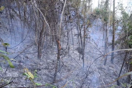 Cháy lớn tại Quảng Ninh gây thiệt hại rất nhiều hécta rừng