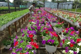Làng hoa Thừa Thiên-Huế tăng diện tích trồng cho vụ Tết