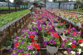Làng hoa Thừa Thiên-Huế tăng diện tích trồng cho vụ Tết