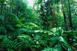 Ảnh minh họa. (Nguồn: american.edu) 