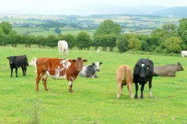 Ảnh minh họa. (Nguồn: wiki)