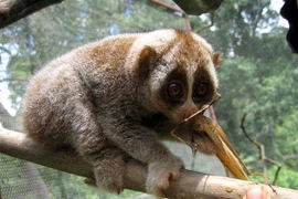 Loài Culi nhỏ. (Ảnh: TTXVN phát)