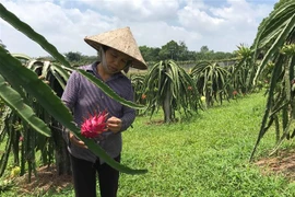 Vườn thanh long ruột đỏ của một hộ gia đình ở thôn Đồng Núi, xã Vân Trục (Lập Thạch, Vĩnh Phúc). (Ảnh: Nguyễn Thảo/TTXVN)