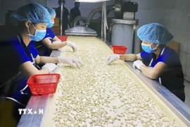 Chế biến điều xuất khẩu. (Nguồn: TTXVN)