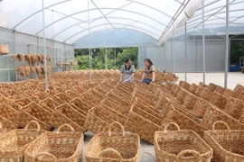 Việc dán tem truy xuất nguồn gốc sẽ giúp cơ sở sản xuất bảo vệ thương hiệu. (Ảnh: Minh Hưng/TTXVN)