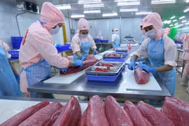 Chế biến sản phẩm cá ngừ đại dương đạt tiêu chuẩn của Liên minh châu Âu sang thị trường Mỹ và EU. (Ảnh: Vũ Sinh/TTXVN)