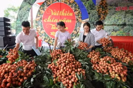 Các đại biểu tham quan gian trưng bày vải thiều chín sớm Tân Yên. (Ảnh: Danh Lam/TTXVN)