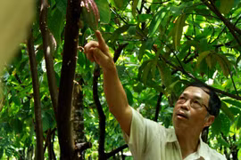 Ông Mười Cương giới thiệu về cây cacao và quy trình sản xuất chocolate thủ công. (Ảnh: Xuân Mai/Vietnam+)