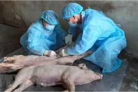 Ngành chức năng lấy mẫu bệnh phẩm. (Ảnh: Thanh Bình/TTXVN) 