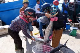 Phân loại cá thu đem đi tiêu thụ. (Nguồn: TTXVN)