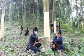 Đồng bào Dao tách vỏ quế. (Ảnh: Việt Dũng/TTXVN)