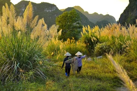 Hoa lau nở bạt ngàn ở khu danh thắng Tràng An. (Ảnh: Minh Đức/TTXVN)