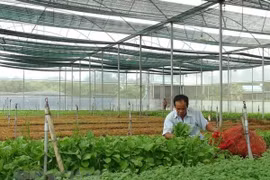 Sản xuất rau sạch trong nhà kính tại khu nông nghiệp công nghệ cao ở thị xã Ninh Hòa, Khánh Hòa. (Ảnh: Nguyên Lý/TTXVN)