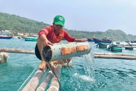 Anh Nguyễn Xuân Hiển lấy mực giống từ bên trong những chiếc ống nhựa. (Ảnh: Phạm Kha/TTXVN)