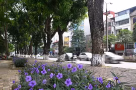 Ảnh minh họa. (Nguồn: TTXVN)