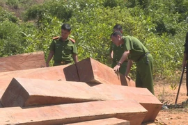 Hiện trường vụ phá rừng tại huyện Ea Kar, tỉnh Đắk Lắk. (Nguồn: TTXVN)