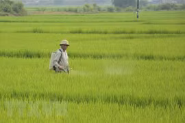 Phun thuốc phòng chống sâu bệnh cho lúa. (Nguồn: TTXVN)