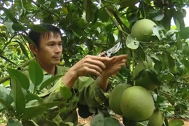 Người dân huyện Mai Sơn, tỉnh Sơn La chăm sóc, cắt tỉa cành cho trái bưởi da xanh đạt chất lượng. (Ảnh: Nguyễn Cường/TTXVN)