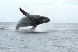 Một con cá voi lưng gù ở kênh đào Work Channel , thuộc tỉnh British Columbia, Canada. (Nguồn: AFP/TTXVN)
