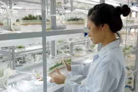 Phòng nuôi cấy mô tại Trung tâm Công nghệ sinh học TP.HCM. (Ảnh: Mạnh Linh/TTXVN)