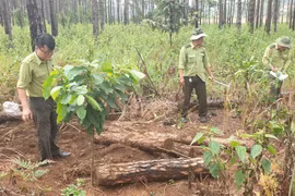 Lực lượng kiểm lâm tiến hành đo đạc, kiểm đếm số gỗ thông bị chôn lấp phi tang trên địa bàn xã Lộc Phú (huyện Bảo Lâm). (Ảnh: Nguyễn Dũng/TTXVN)