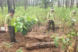 Lực lượng kiểm lâm tiến hành đo đạc, kiểm đếm số gỗ thông bị chôn lấp phi tang trên địa bàn xã Lộc Phú (huyện Bảo Lâm). (Ảnh: Nguyễn Dũng/TTXVN)