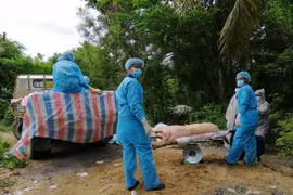 Lực lượng chức năng huyện biên giới An Phú (An Giang) đưa lợn bệnh đến điểm tiêu hủy. (Ảnh: Thanh Sang/TTXVN)