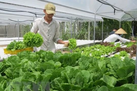 Ảnh minh họa. (Nguồn: TTXVN)